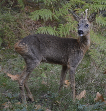 a deer photographed at the property